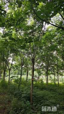 12公分黄山栾树