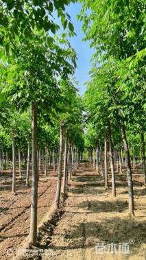 10公分秋紫白蜡