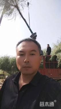 18公分垂柳