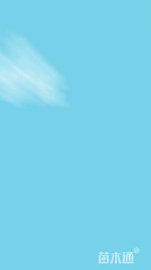 高度50厘米芦苇