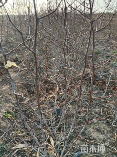 高度150厘米冬枣