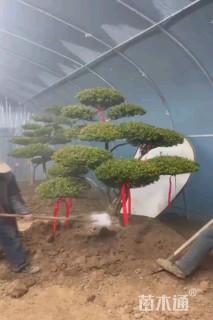 20公分造型红花继木桩