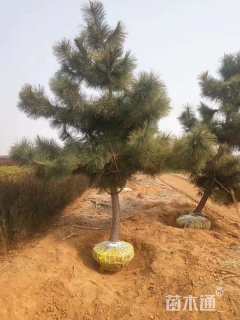 高度300厘米黑松