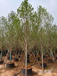 25公分乐昌含笑