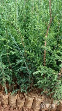 高度25厘米西藏柏木