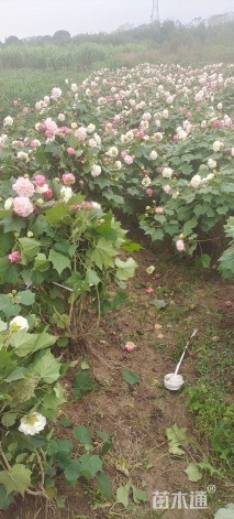 高度80厘米木芙蓉