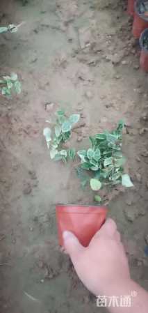 20厘米花叶络石