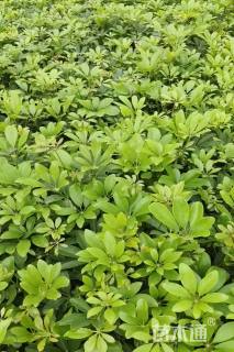 高度25厘米鸭脚木