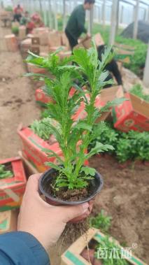 高度20厘米黄金菊