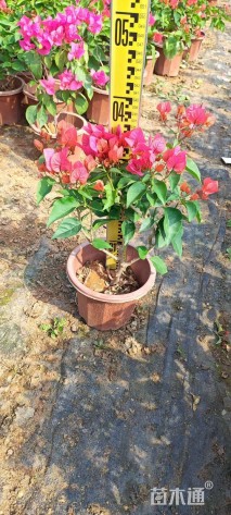 高度30厘米三角梅
