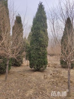 高度400厘米蜀桧