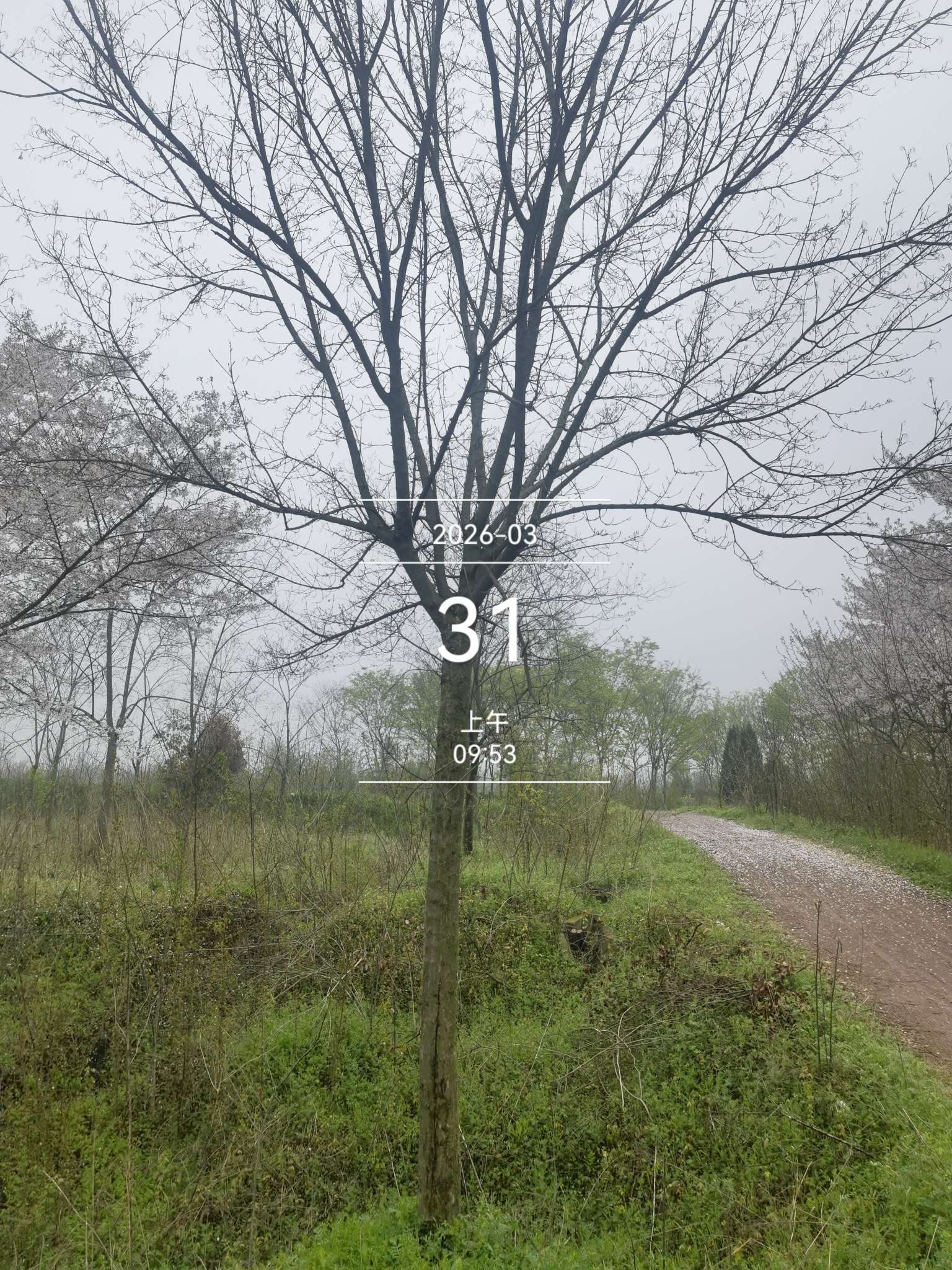 10公分无患子