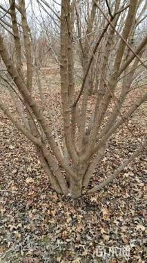 高度500厘米丛生元宝枫