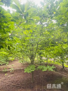 8公分紫玉兰