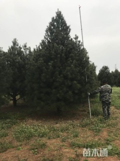 高度500厘米白皮松