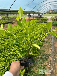 高度35厘米黄金榕