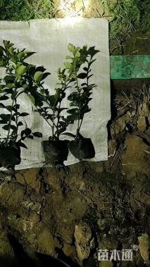 高度25厘米茶梅