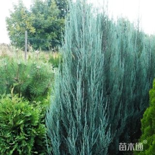 高度60厘米蓝剑柏
