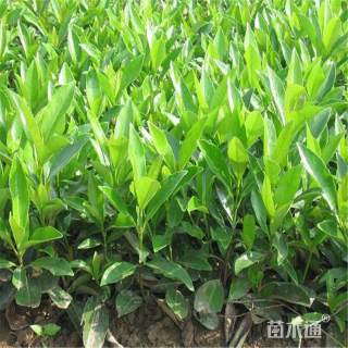 高度60厘米冬青小苗