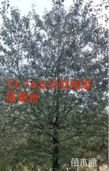 12公分杜梨