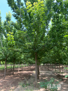 12公分金叶复叶槭