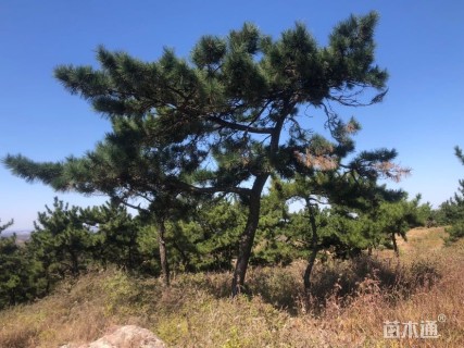 高度500厘米黑松