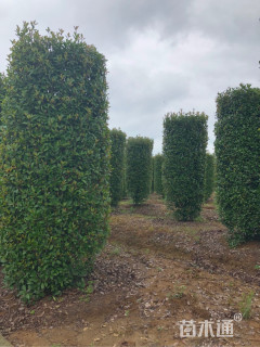 高度400厘米红叶石楠柱