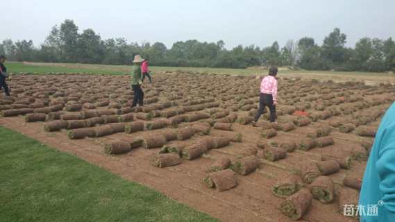 草块状百慕大草