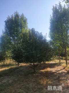 15公分绚丽海棠