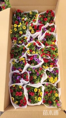 高度30厘米矮牵牛