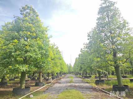 25公分大腹木棉