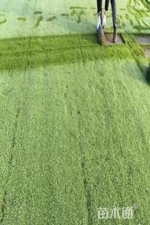 草卷状马尼拉草