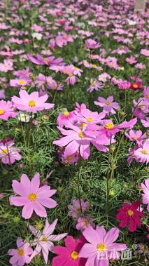 高度30厘米波斯菊