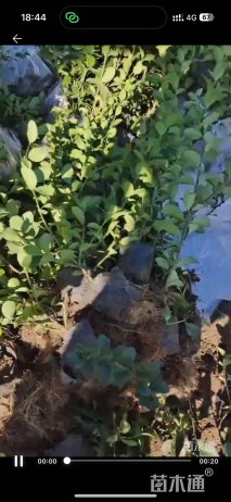 高度30厘米胶东卫矛
