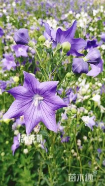 高度50厘米桔梗