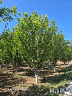 15公分西府海棠