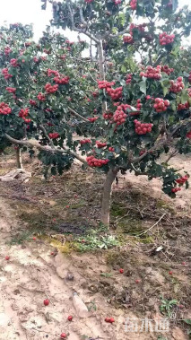 13公分山楂树