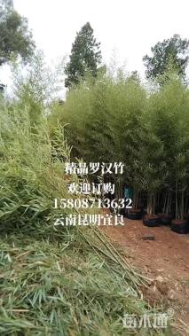 罗汉竹