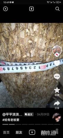 110公分(1杆)丛生蓝花楹