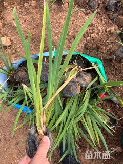 高度30厘米鸢尾