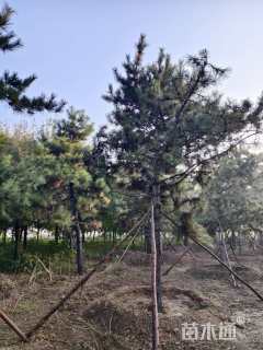 高度700厘米油松