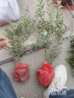 高度40厘米银姬小蜡