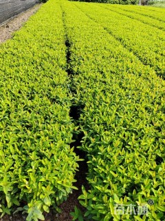 高度30厘米金丝桃