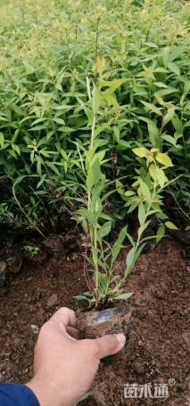 高度20厘米绣线菊