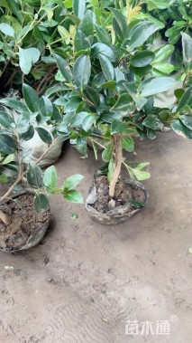 高度50厘米茶梅