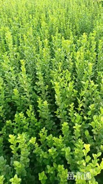 高度800厘米紫穗槐