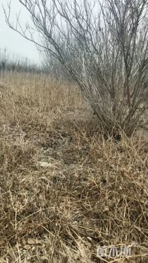 高度350厘米丛生紫荆