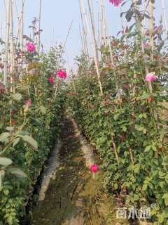 80厘米藤本月季