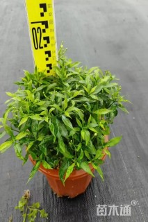 高度30厘米珍珠狗牙花