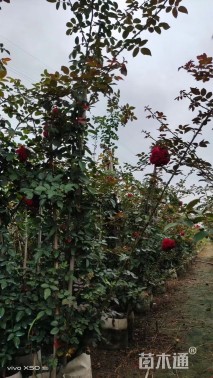 高度150厘米月季